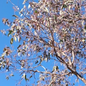 Eucalyptus nortonii at Tuggeranong, ACT - 3 Sep 2023