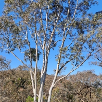 Eucalyptus rossii (Inland Scribbly Gum) at Tuggeranong, ACT - 3 Sep 2023 by LPadg