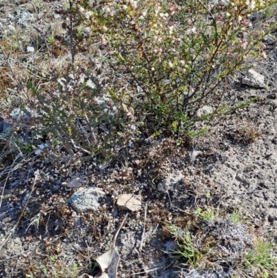 Cryptandra sp. Floriferous (W.R.Barker 4131) W.R.Barker at Tuggeranong, ACT - 3 Sep 2023 by LPadg