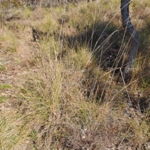 Rytidosperma pallidum at Tuggeranong, ACT - 3 Sep 2023 02:36 PM