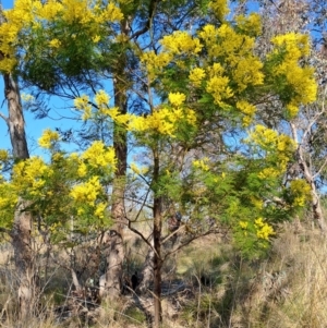 Acacia decurrens at Tuggeranong, ACT - 3 Sep 2023