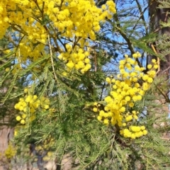 Acacia decurrens at Tuggeranong, ACT - 3 Sep 2023