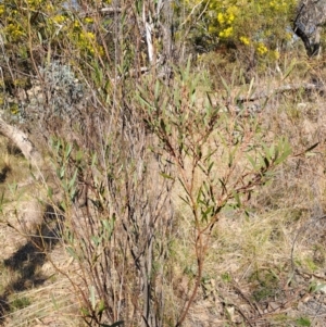 Daviesia mimosoides subsp. mimosoides at Tuggeranong, ACT - 3 Sep 2023