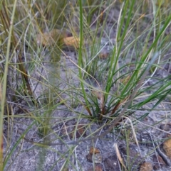 Ptilothrix deusta at Hyams Beach, NSW - 3 Aug 2023 04:42 PM