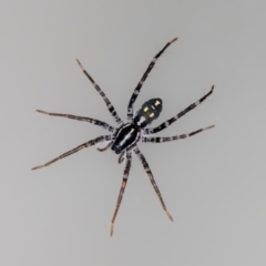 Nyssus albopunctatus (White-spotted swift spider) at QPRC LGA - 3 Sep 2023 by MarkT