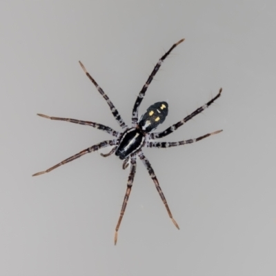 Nyssus albopunctatus (White-spotted swift spider) at QPRC LGA - 3 Sep 2023 by MarkT