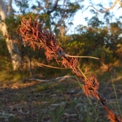 Schoenus villosus at Hyams Beach, NSW - 3 Aug 2023 04:50 PM