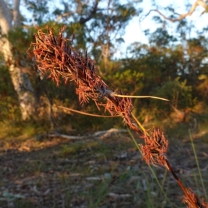 Schoenus villosus at Hyams Beach, NSW - 3 Aug 2023 04:50 PM