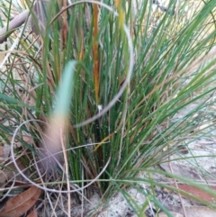 Schoenus villosus at Hyams Beach, NSW - 3 Aug 2023 04:50 PM