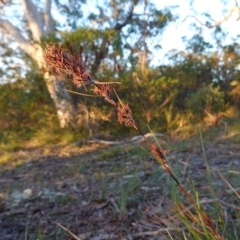 Schoenus villosus at Hyams Beach, NSW - 3 Aug 2023 04:50 PM