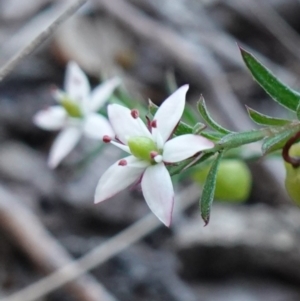 Rhytidosporum procumbens at Hyams Beach, NSW - 3 Aug 2023