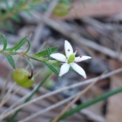 Rhytidosporum procumbens at Hyams Beach, NSW - 3 Aug 2023