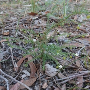 Rhytidosporum procumbens at Hyams Beach, NSW - 3 Aug 2023