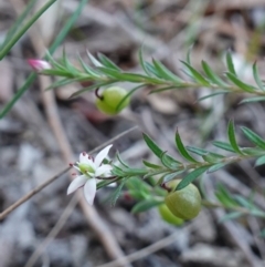 Rhytidosporum procumbens at Hyams Beach, NSW - 3 Aug 2023