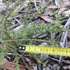 Rhytidosporum procumbens at Hyams Beach, NSW - 3 Aug 2023