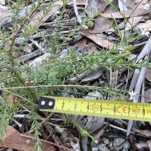Rhytidosporum procumbens at Hyams Beach, NSW - 3 Aug 2023
