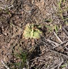 Oligochaetochilus sp. (A Rustyhood Orchid) at Lower Molonglo - 1 Sep 2023 by MattM