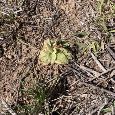 Oligochaetochilus sp. (A Rustyhood Orchid) at Molonglo River Reserve - 1 Sep 2023 by MattM