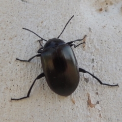 Chalcopteroides sp. (genus) (Rainbow darkling beetle) at Conder, ACT - 18 Mar 2023 by michaelb