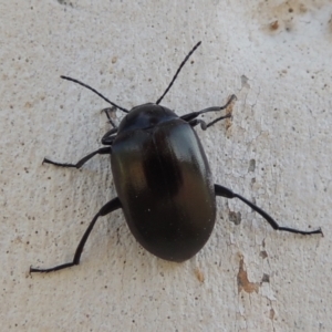 Chalcopteroides sp. (genus) at Conder, ACT - 19 Mar 2023 10:12 AM