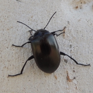 Chalcopteroides sp. (genus) at Conder, ACT - 19 Mar 2023