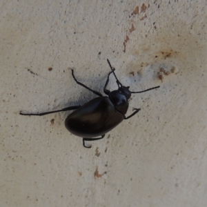 Chalcopteroides sp. (genus) at Conder, ACT - 19 Mar 2023 10:12 AM