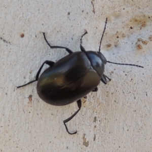 Chalcopteroides sp. (genus) at Conder, ACT - 19 Mar 2023