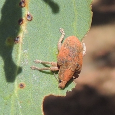 Gonipterus scutellatus (Eucalyptus snout beetle, gum tree weevil) at Conder, ACT - 18 Mar 2023 by michaelb