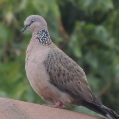 Spilopelia chinensis (Spotted Dove) at Conder, ACT - 22 Mar 2023 by MichaelBedingfield