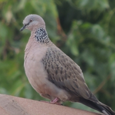 Spilopelia chinensis (Spotted Dove) at Conder, ACT - 22 Mar 2023 by michaelb