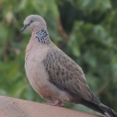 Streptopelia chinensis (Spotted Dove) at Conder, ACT - 22 Mar 2023 by michaelb