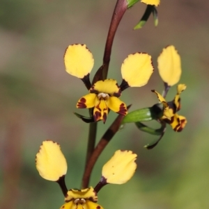 Diuris pardina at Beechworth, VIC - suppressed