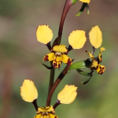 Diuris pardina (Leopard Doubletail) at Beechworth, VIC - 3 Sep 2023 by RomanSoroka