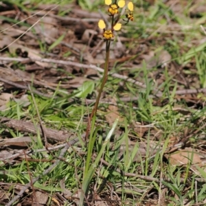 Diuris pardina at Beechworth, VIC - 3 Sep 2023