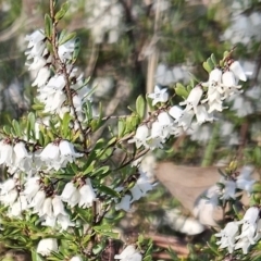 Cryptandra amara (Bitter Cryptandra) at Belconnen, ACT - 3 Sep 2023 by sangio7