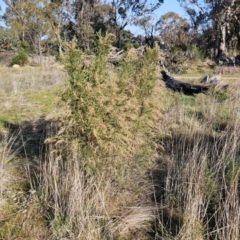 Cassinia sifton (Sifton Bush, Chinese Shrub) at Belconnen, ACT - 3 Sep 2023 by sangio7