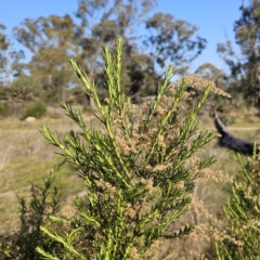 Cassinia sifton at Belconnen, ACT - 3 Sep 2023