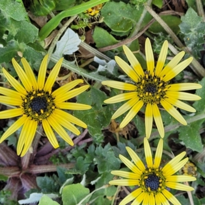 Arctotheca calendula (Capeweed, Cape Dandelion) at Banksia Street Wetland Corridor - 4 Sep 2023 by trevorpreston