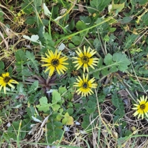 Arctotheca calendula at O'Connor, ACT - 4 Sep 2023 12:03 PM