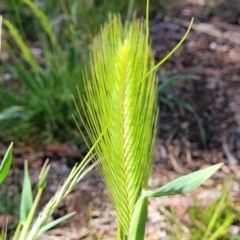 Hordeum (genus) (A Barley Grass) at O'Connor, ACT - 4 Sep 2023 by trevorpreston