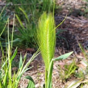 Hordeum sp. at O'Connor, ACT - 4 Sep 2023
