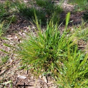 Hordeum sp. at O'Connor, ACT - 4 Sep 2023