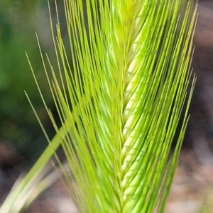 Hordeum sp. at O'Connor, ACT - 4 Sep 2023