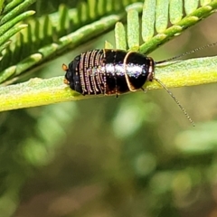 Ellipsidion australe (Austral Ellipsidion cockroach) at O'Connor, ACT - 4 Sep 2023 by trevorpreston