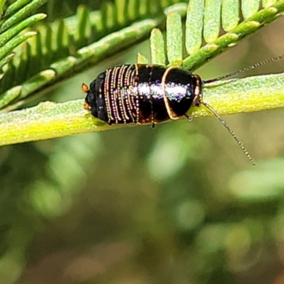 Ellipsidion australe (Austral Ellipsidion cockroach) at Banksia Street Wetland Corridor - 4 Sep 2023 by trevorpreston