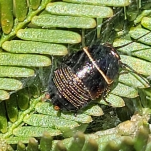 Ellipsidion australe at O'Connor, ACT - 4 Sep 2023 11:57 AM