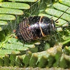 Ellipsidion australe at O'Connor, ACT - 4 Sep 2023 11:57 AM