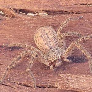 Isopeda canberrana at Banksia Street Wetland Corridor - 4 Sep 2023