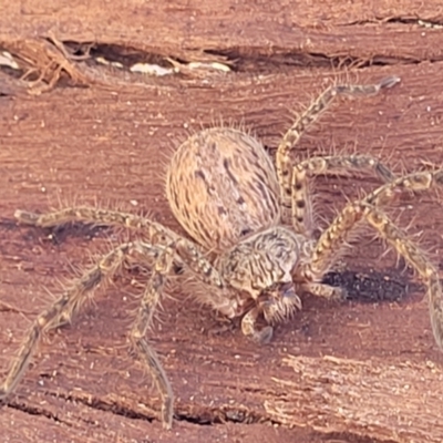 Isopeda canberrana (Canberra Huntsman Spider) at O'Connor, ACT - 4 Sep 2023 by trevorpreston
