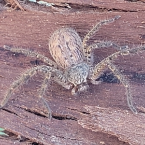 Isopeda canberrana at Banksia Street Wetland Corridor - 4 Sep 2023